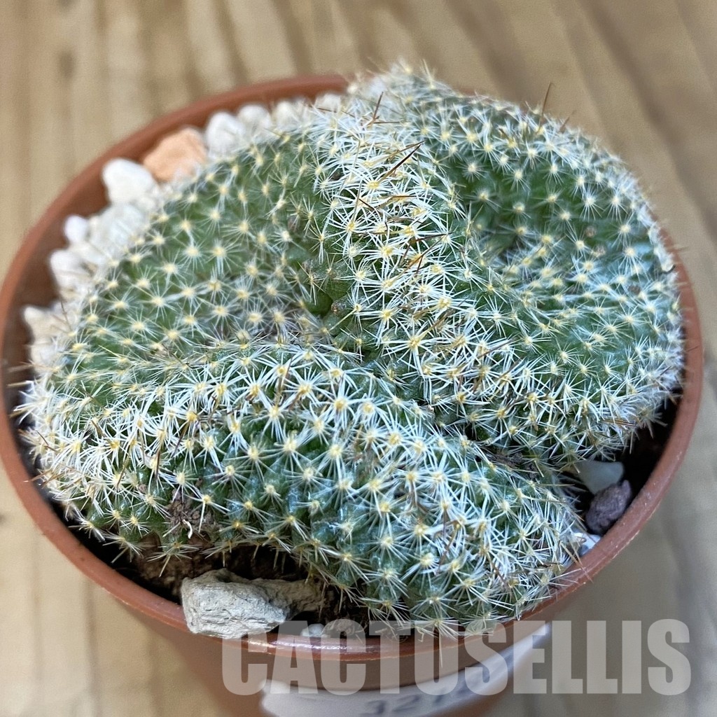 SH32187 Mammillaria perbella f. cristata