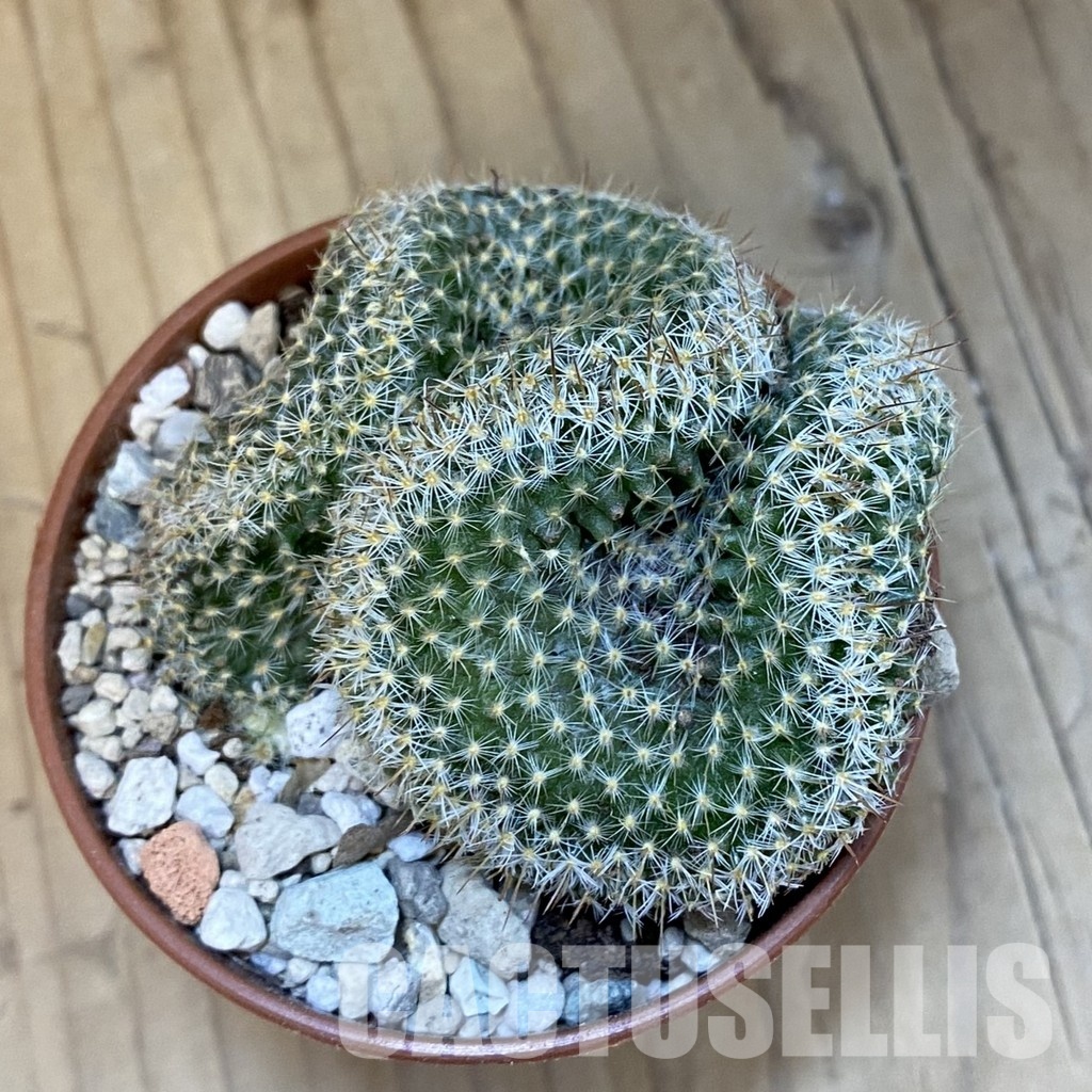 SH32187 Mammillaria perbella f. cristata - Image 2