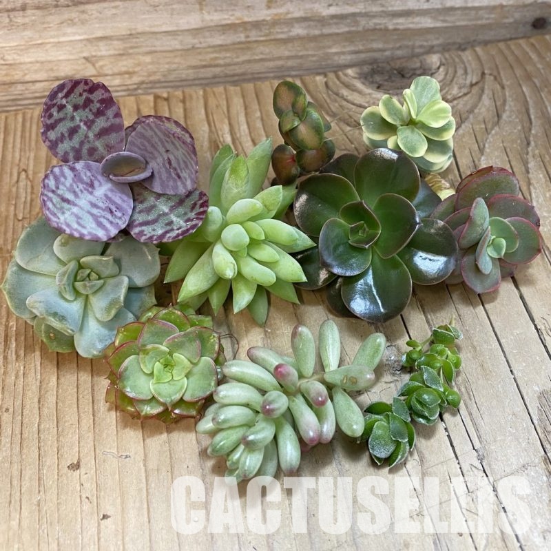 SH32359 Succulents mix, cuted