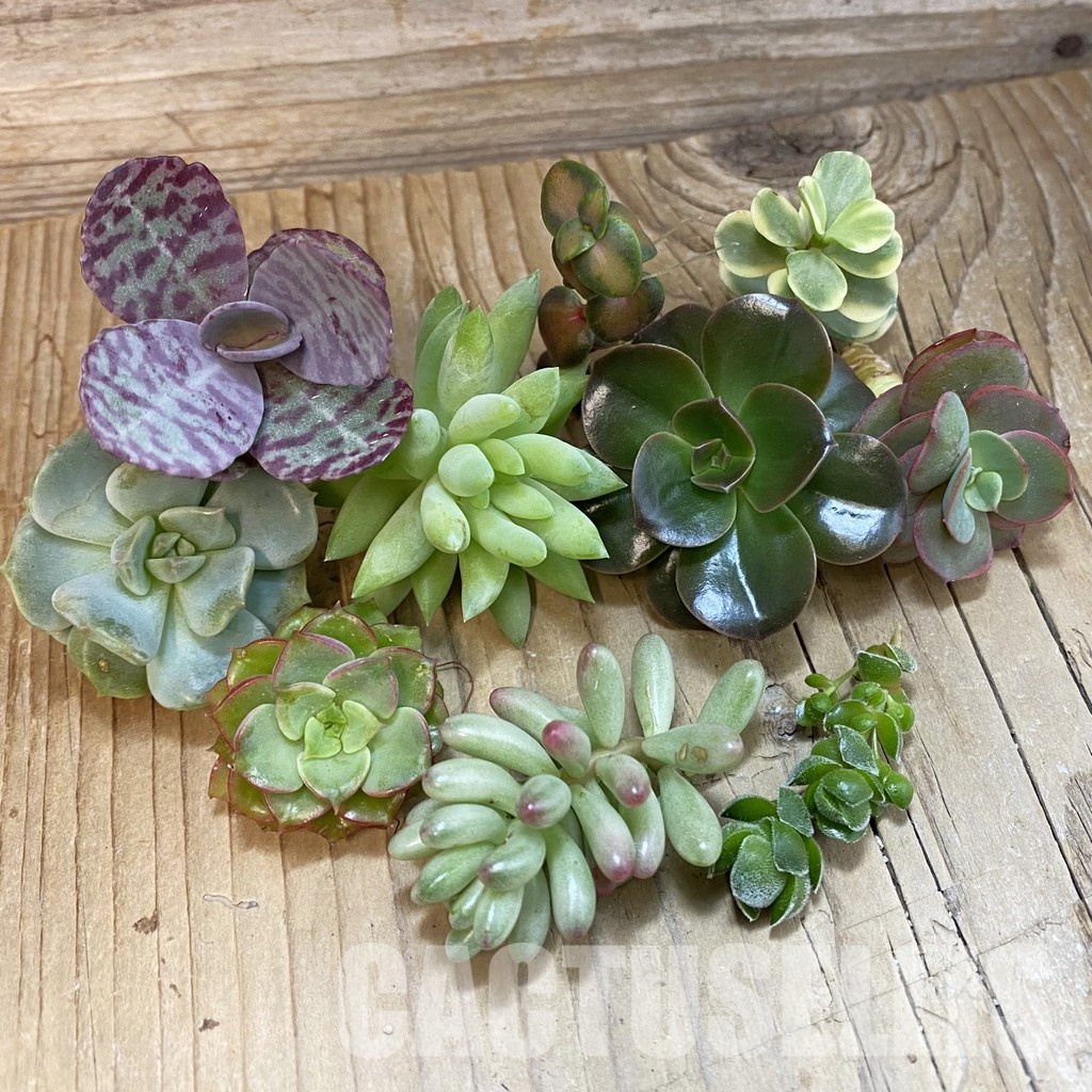 SH32359 Succulents mix, cuted