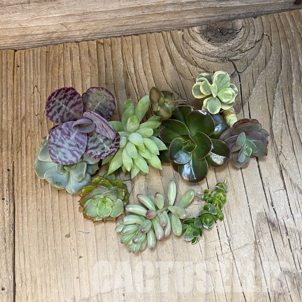 SH32359 Succulents mix, cuted - Image 2