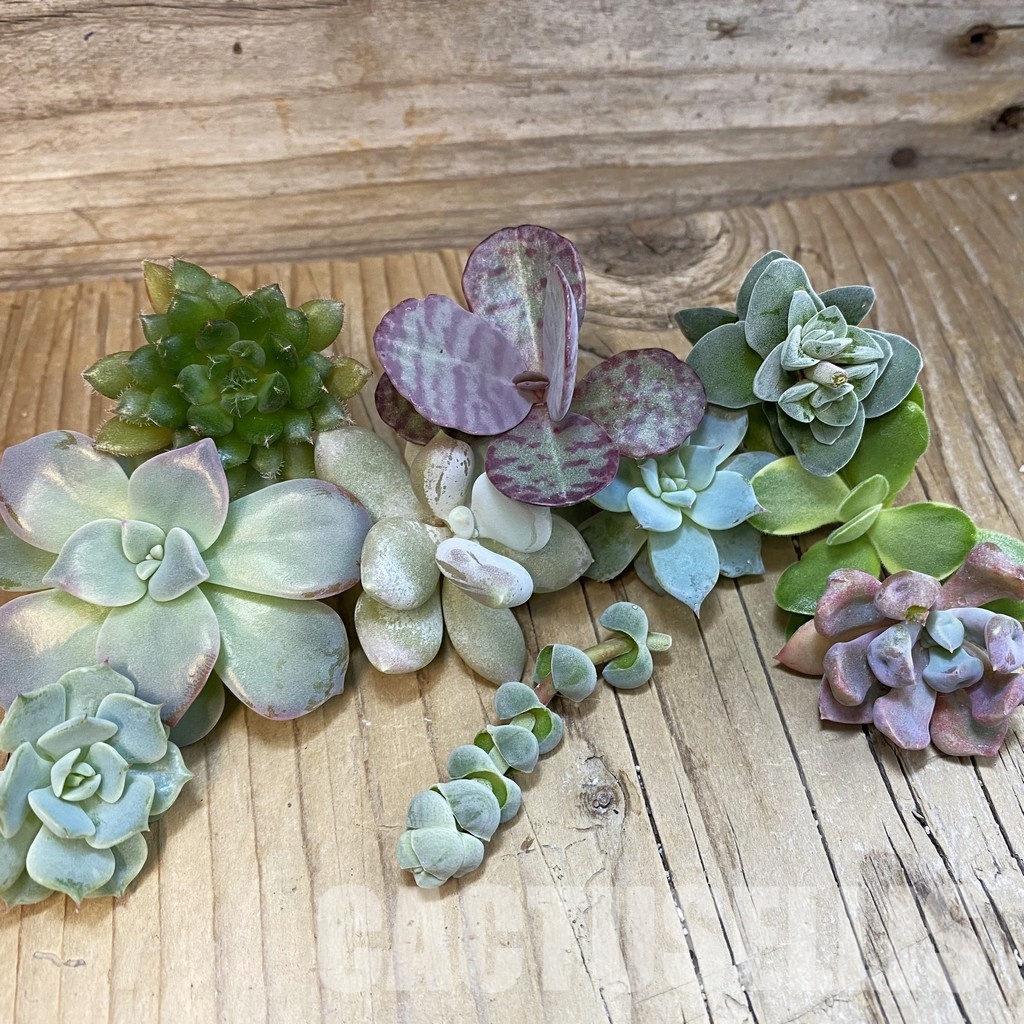 SH32360 Succulents mix, cuted