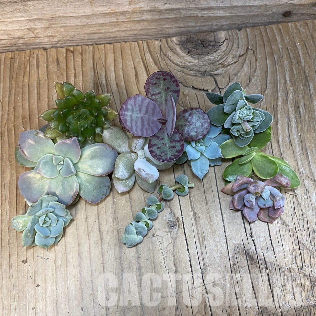 SH32360 Succulents mix, cuted - Image 2