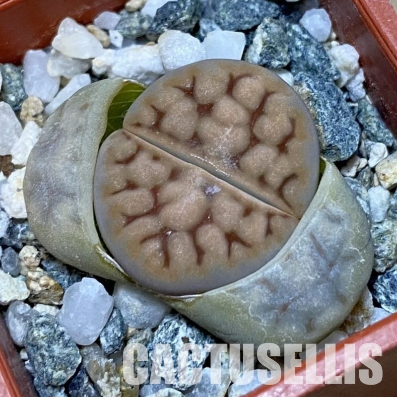 SH32404 Lithops karasmontana