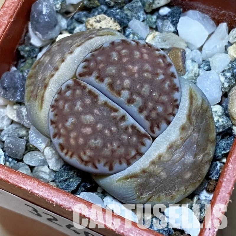SH32405 Lithops julii