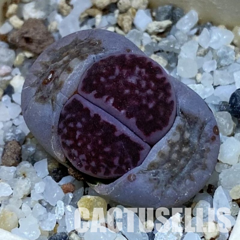 SH32406 Lithops salicola ‘Sato’s Violet’ hybrid