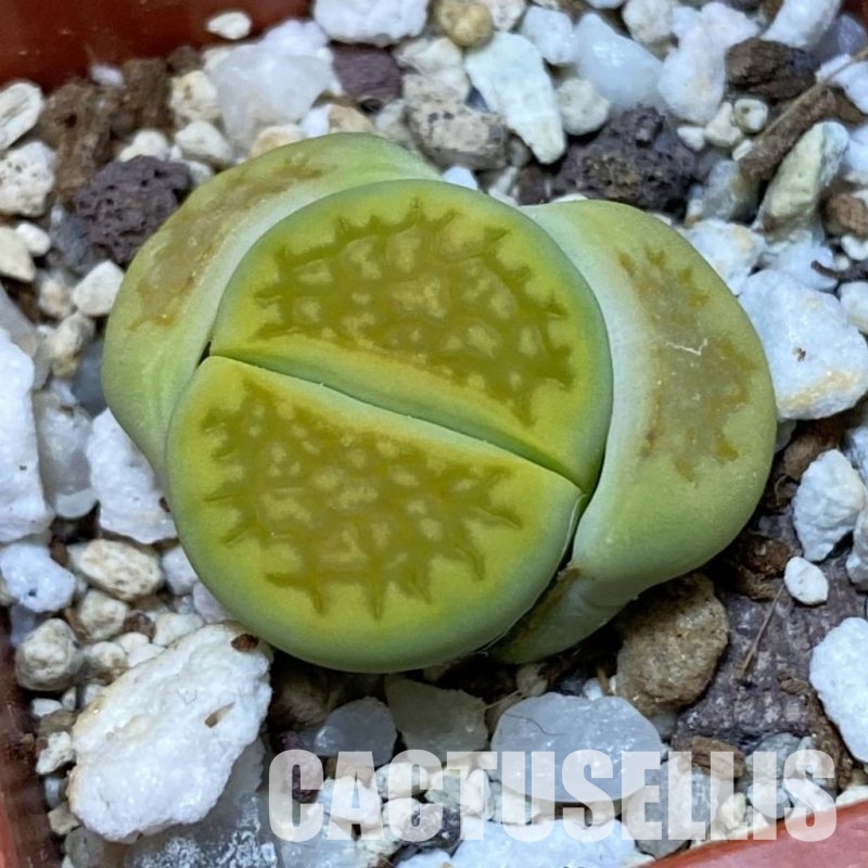 SH32407 Lithops hallii ‘Green Soapstone’