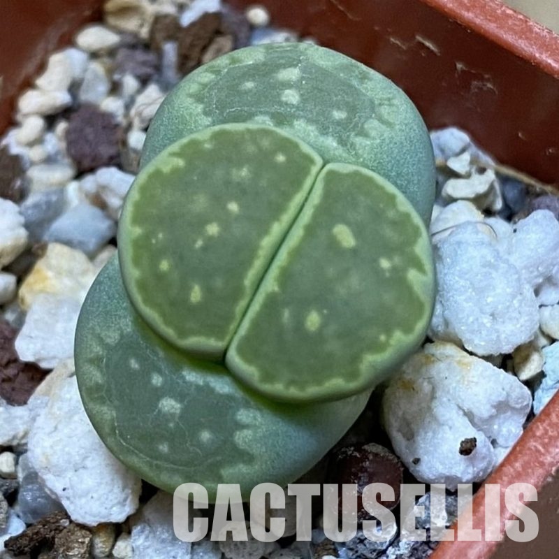 SH32408 Lithops julii 'Fuller Green'