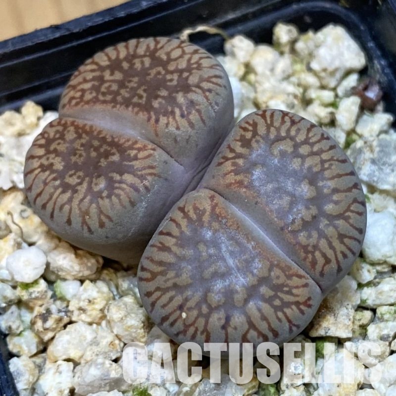 SH32365 Lithops aucampiae v. eunicea