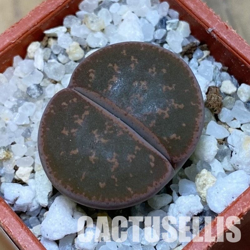 SH32409 Lithops lesliei