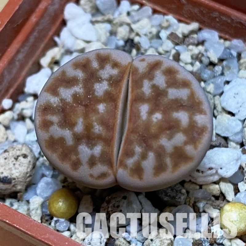 SH32411 Lithops karasmontana