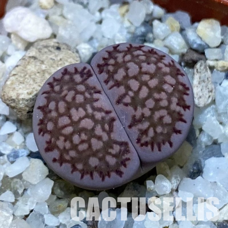 SH32413 Lithops salicola ‘Sato’s Violet’ hybrid