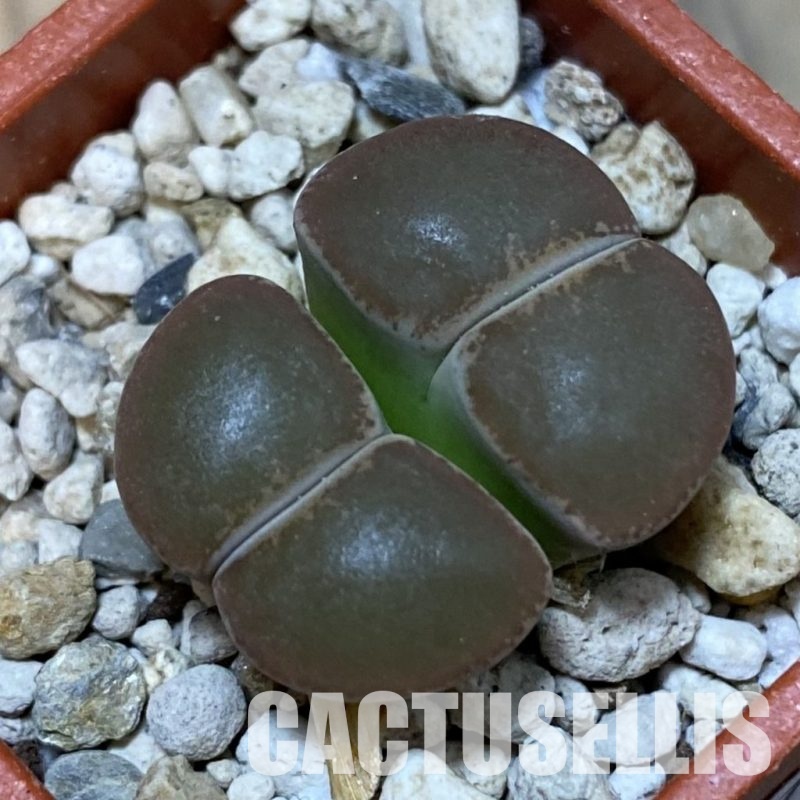 SH32414 Lithops lesliei v. maraisii