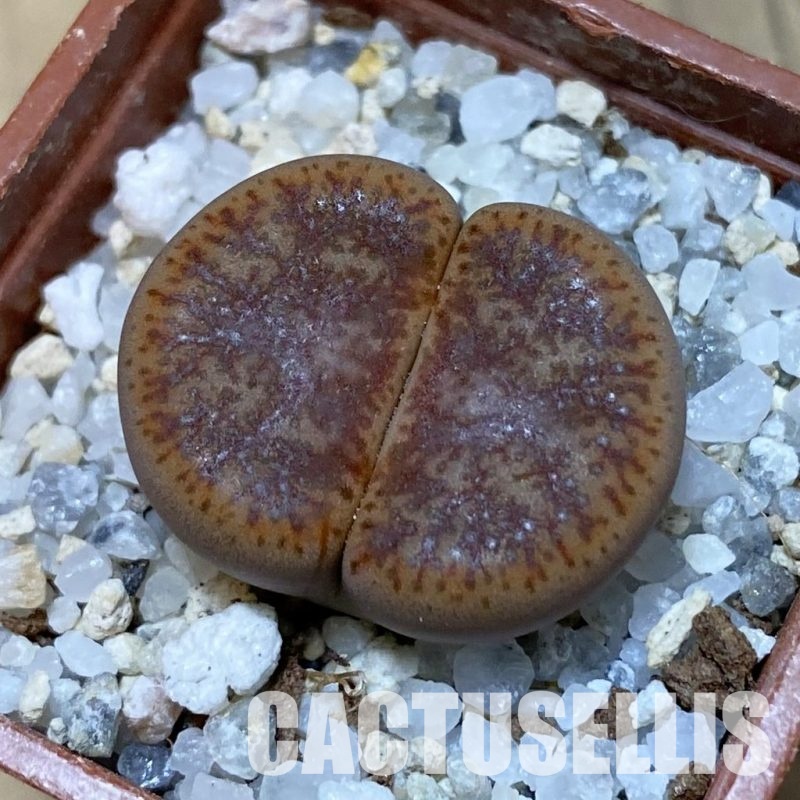 SH32415 Lithops pseudotruncatella v. alpina