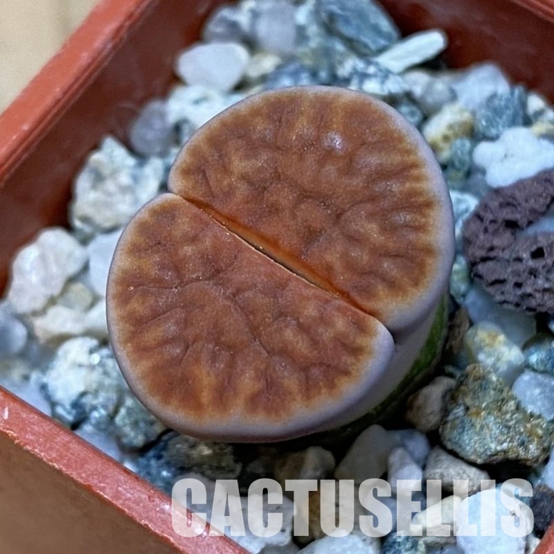 SH32416 Lithops karasmontana v. lateritia