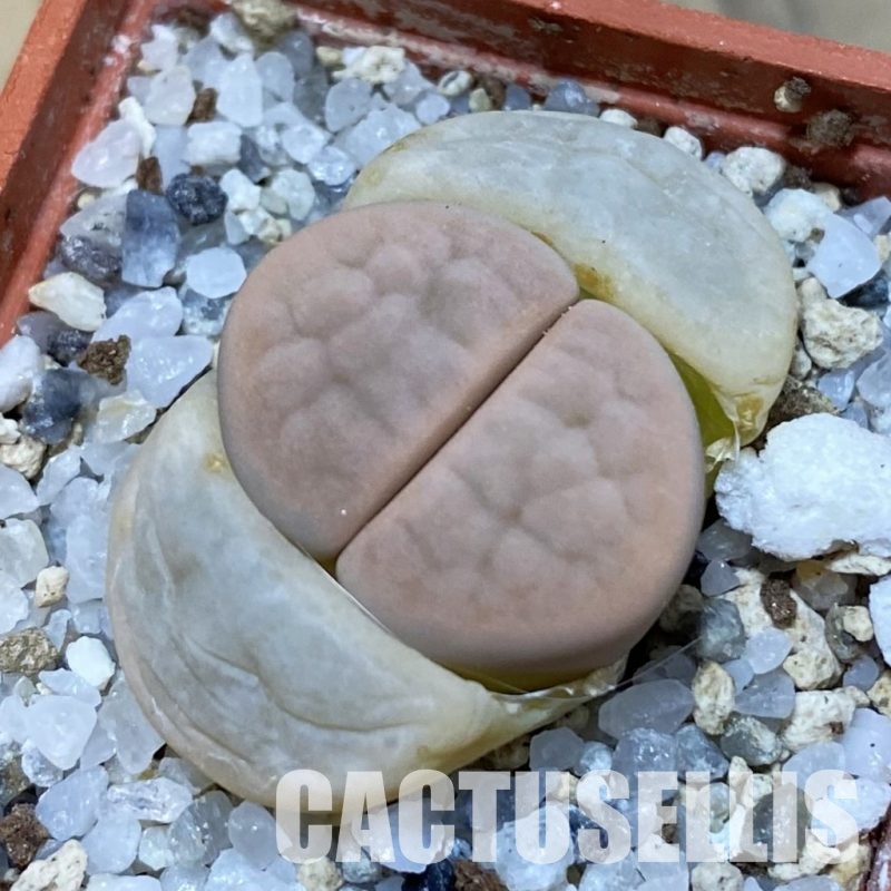 SH32417 Lithops karasmontana v. opalina