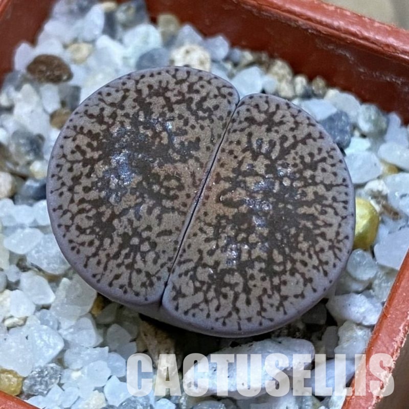 SH32418 Lithops lesliei v. venteri