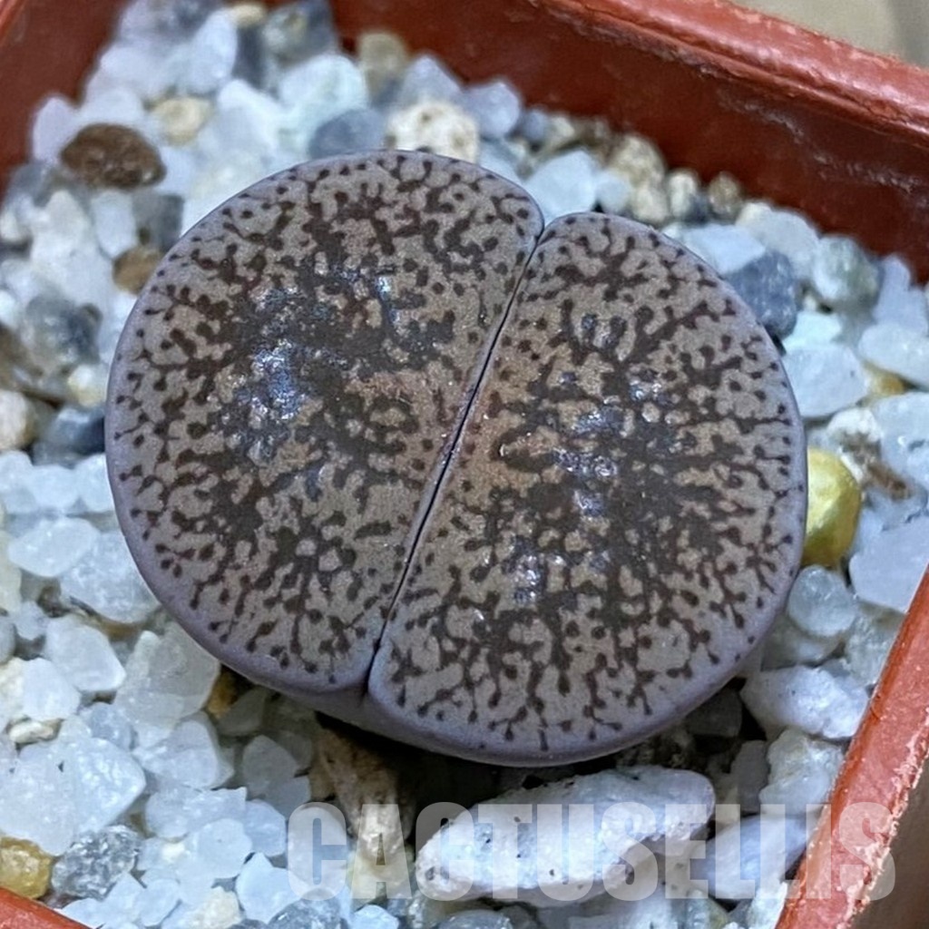 SH32418 Lithops lesliei v. venteri