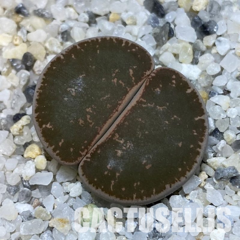 SH32366 Lithops lesliei ‘Warrenton’