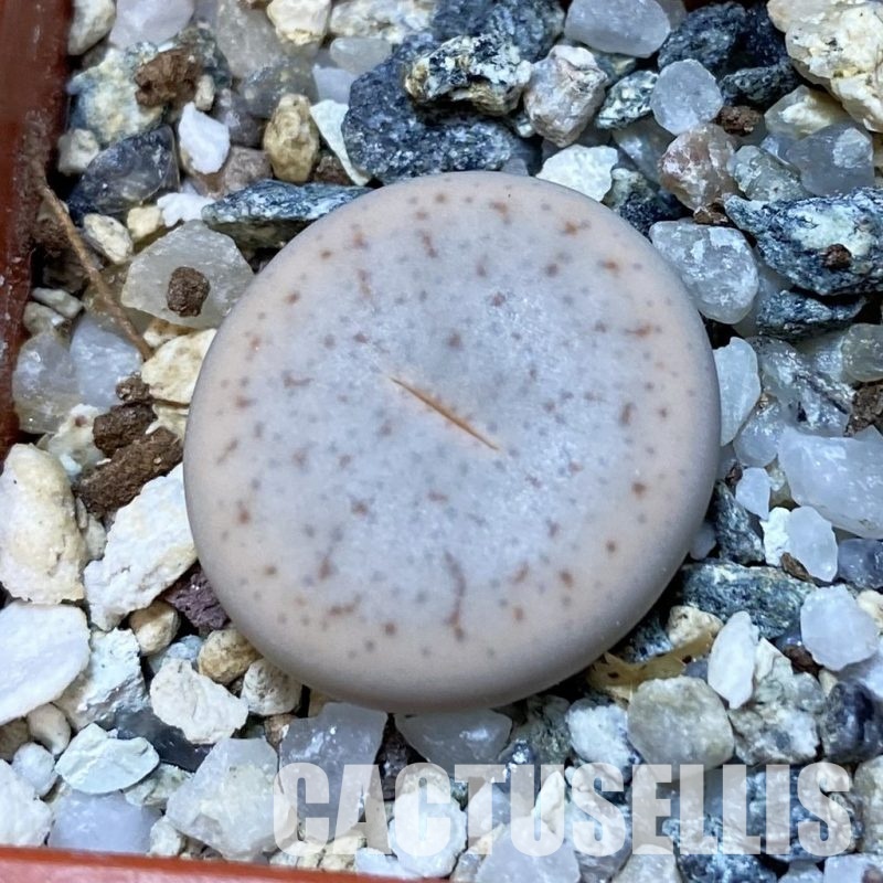 SH32419 Lithops pseudotruncatella v. volkii