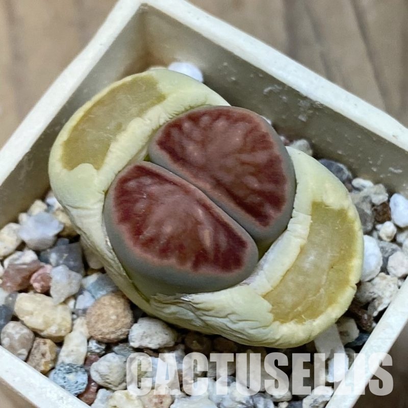 SH32420 Lithops julii ‘Kikushogiyoku’ hybrid