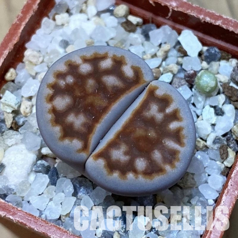 SH32421 Lithops karasmontana v. lericheana C329