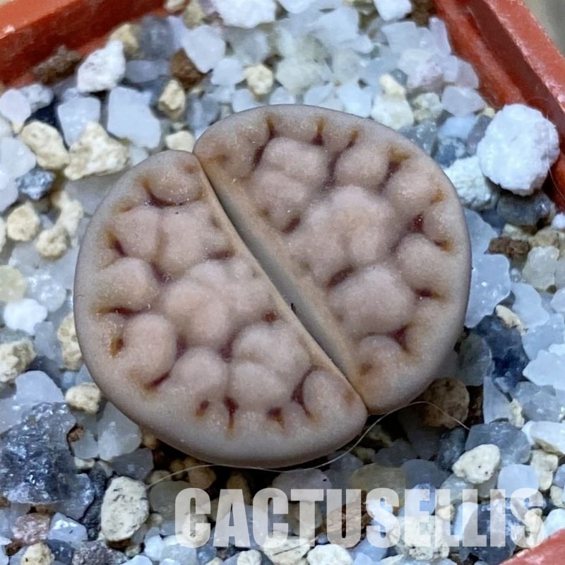 SH32422 Lithops karasmontana