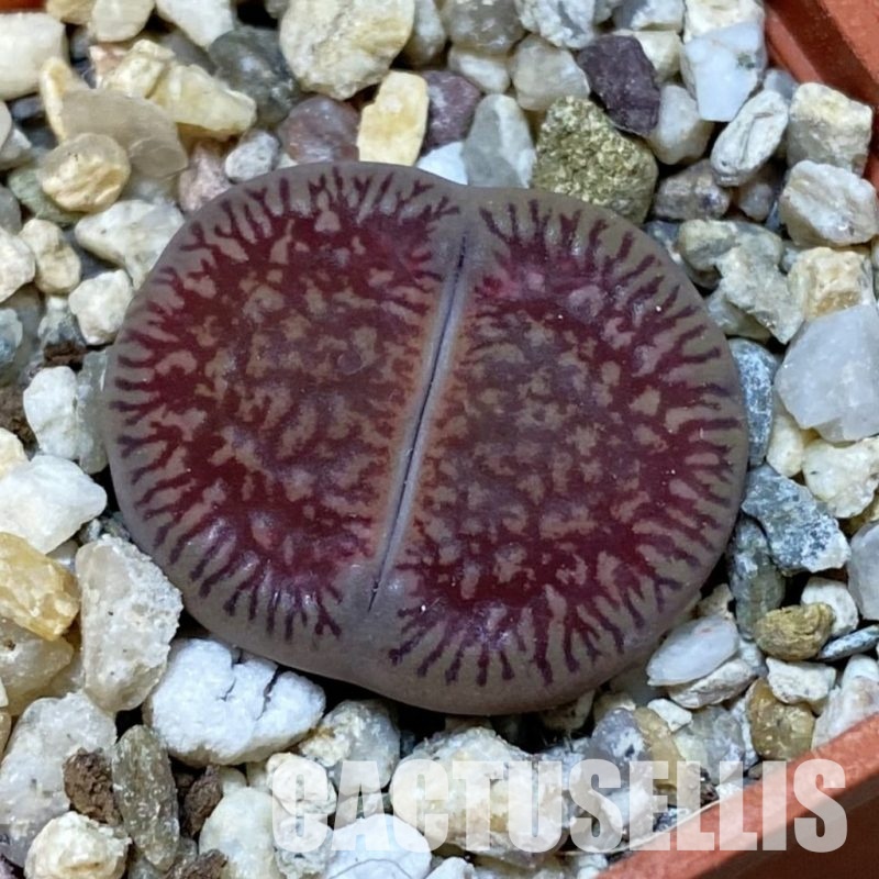 SH32423 Lithops aucampiae v. fluminalis C54