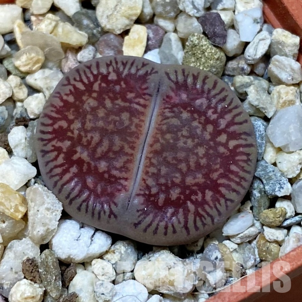 SH32423 Lithops aucampiae v. fluminalis C54