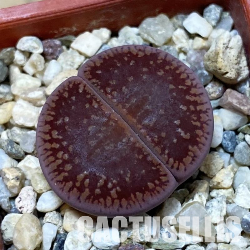 SH32424 Lithops aucampiae 'Fire Brandt'