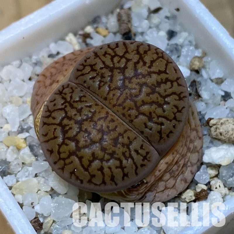 SH32425 Lithops aucampiae v. euniceae