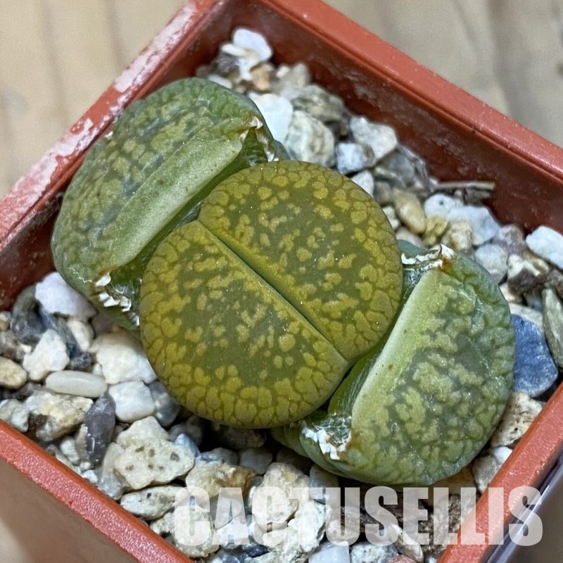 SH32426 Lithops aucampiae ‘Jackson’s Jade’ C395
