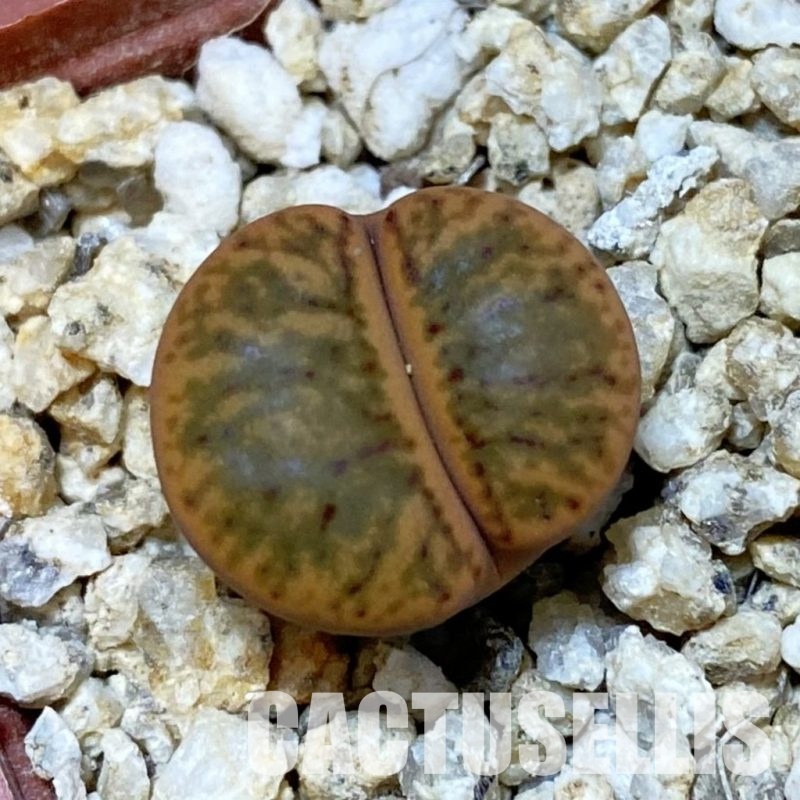 SH32427 Lithops bromfieldii 'Coral'