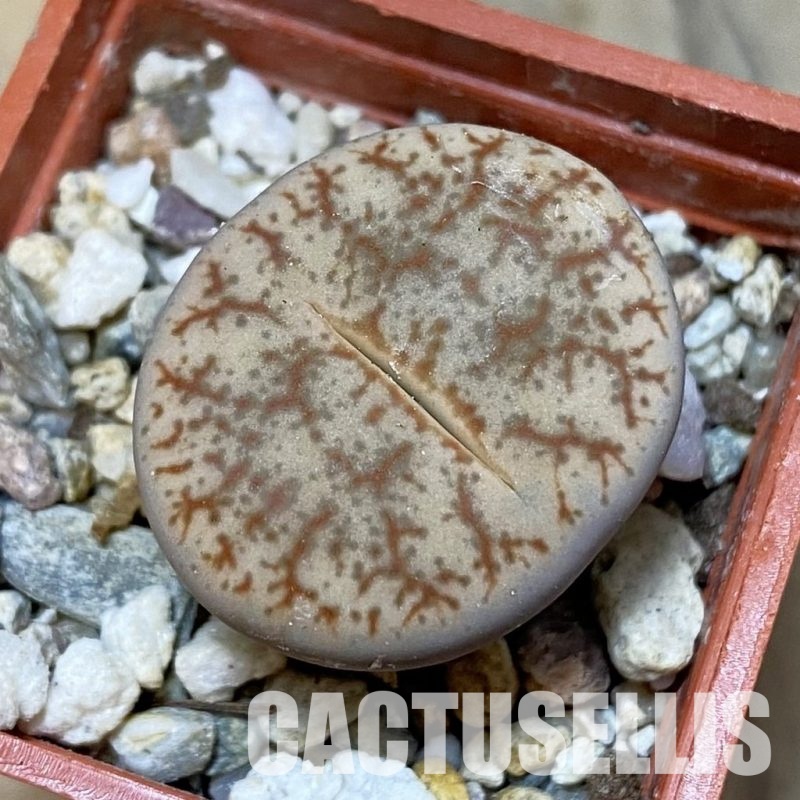 SH32428 Lithops pseudotruncatella