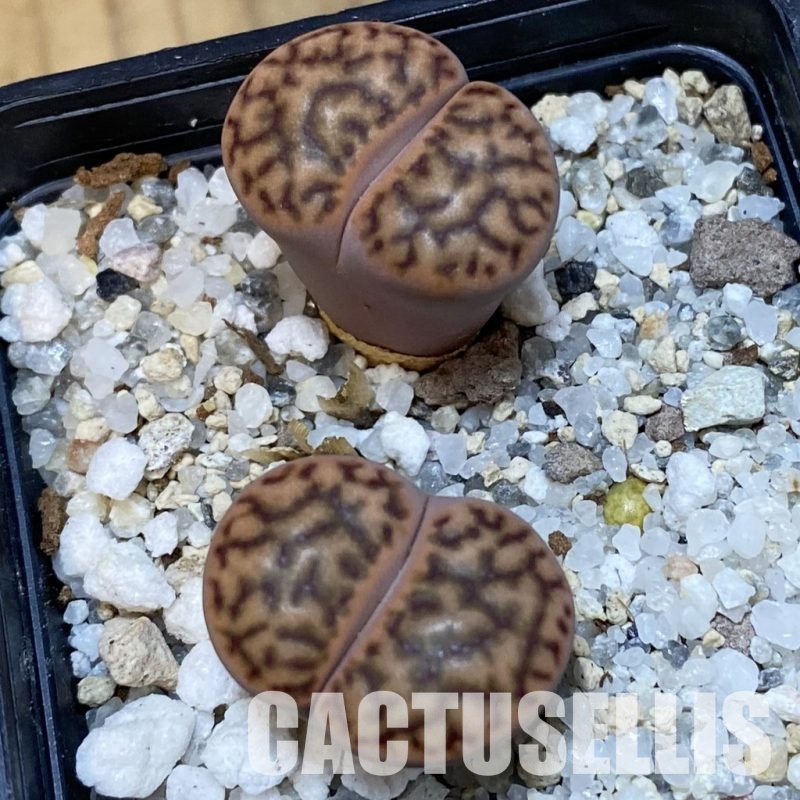 SH32367 Lithops bromfieldii v. menellii
