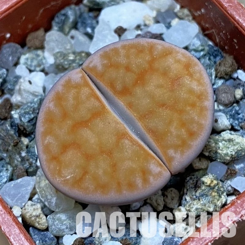 SH32429 Lithops karasmontana v. tischeri