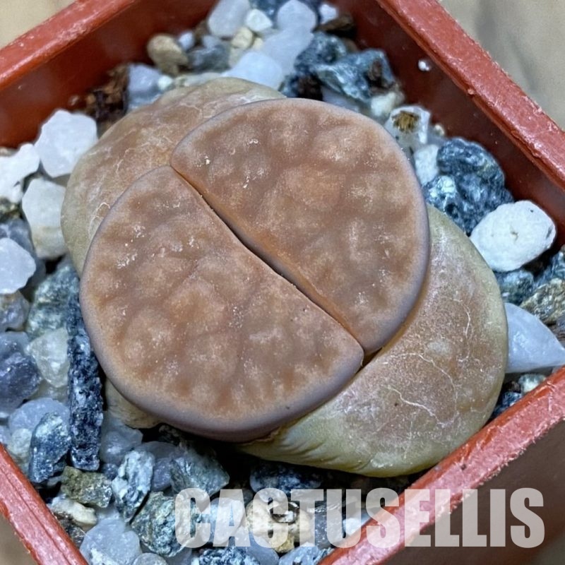 SH32430 Lithops karasmontana v. opalina