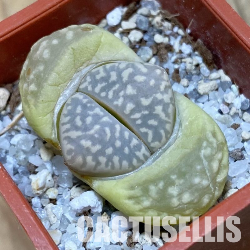 SH32431 Lithops marmorata v. framesii