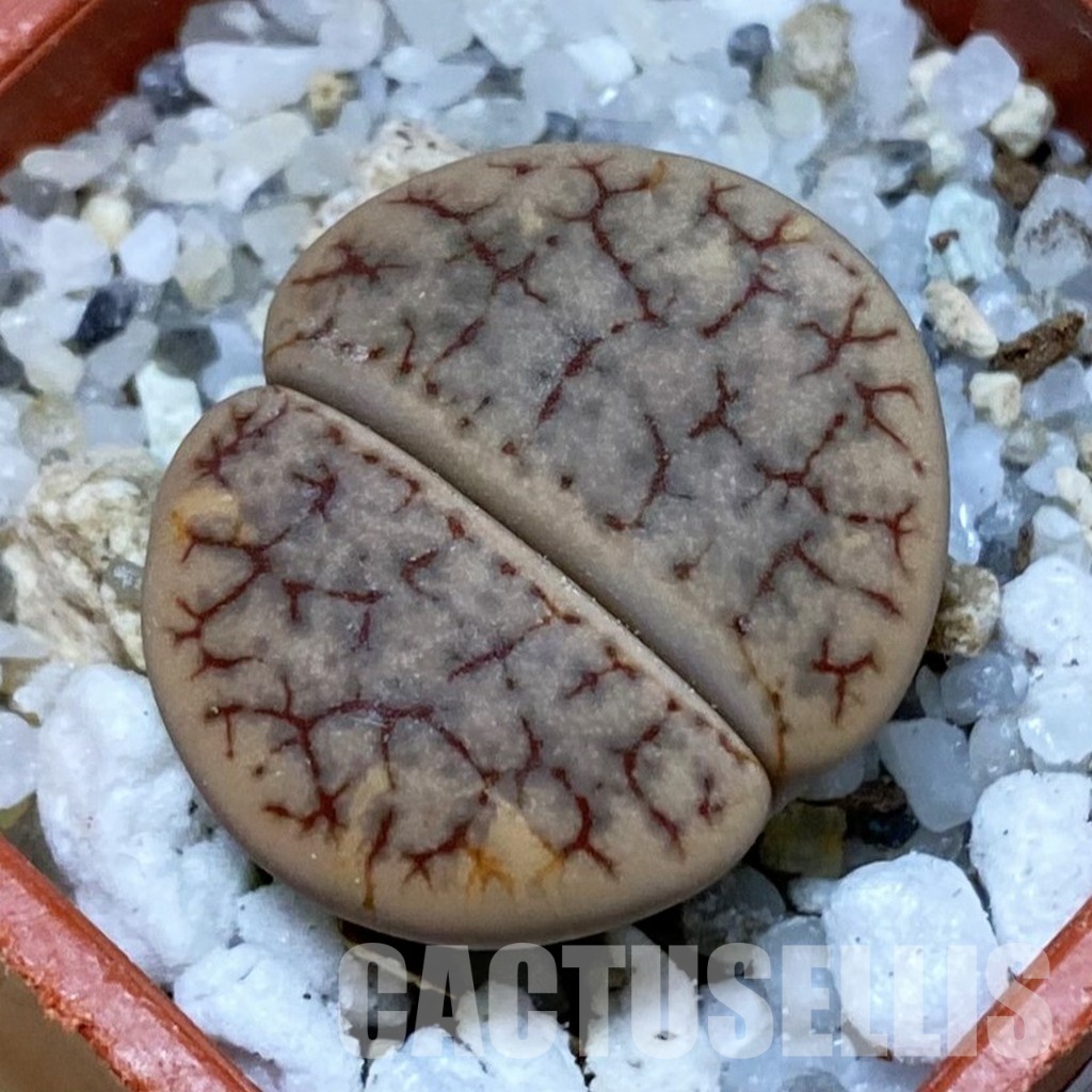 SH32432 Lithops pseudotruncatteav. dendritica