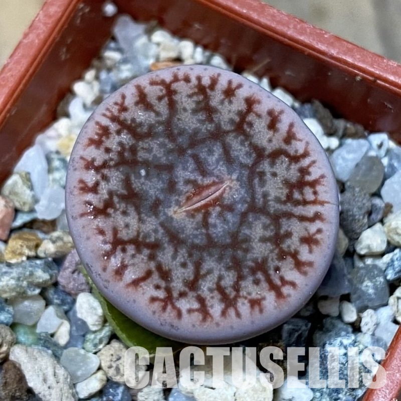 SH32433 Lithops pseudotruncatella