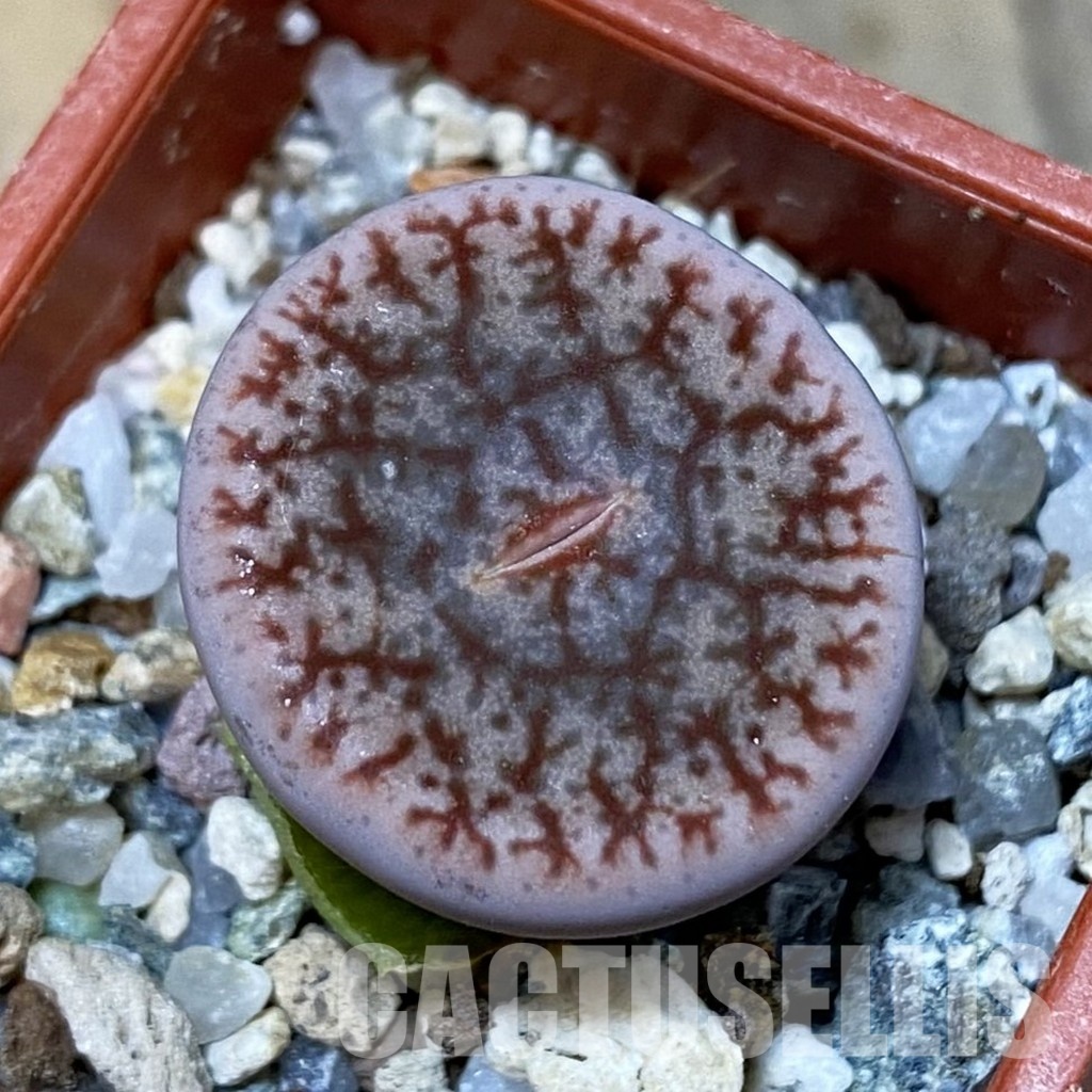 SH32433 Lithops pseudotruncatella