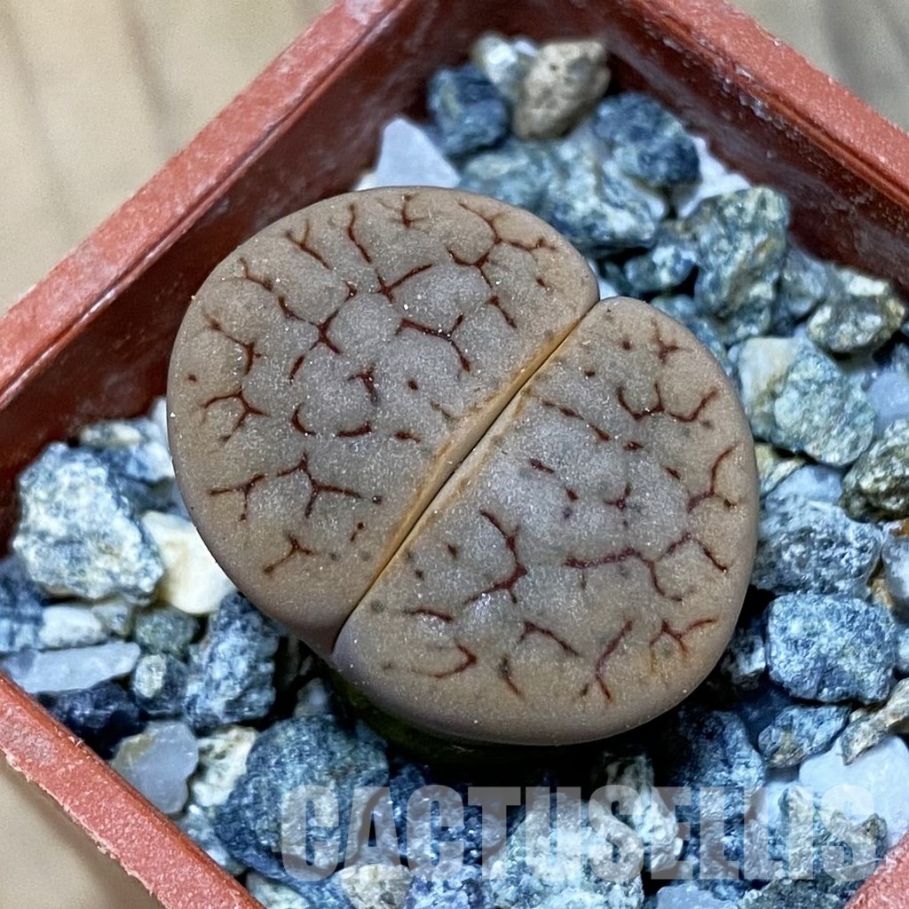 SH32434 Lithops gracilidelineata v. brandbergensis C394