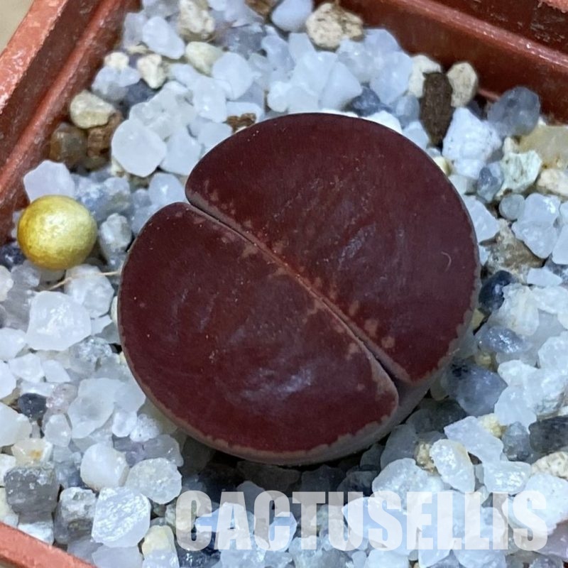 SH32435 Lithops aucampiae 'Buys Wiese'