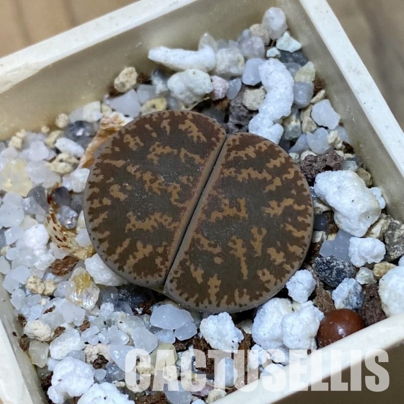 SH32436 Lithops lesliei