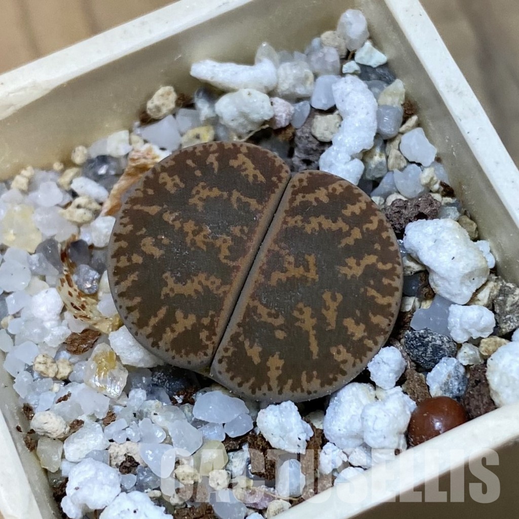 SH32436 Lithops lesliei