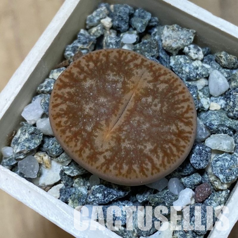 SH32437 Lithops pseudotruncatella v. alpina