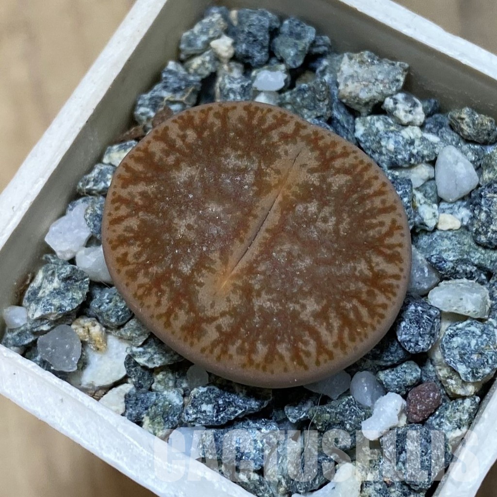 SH32437 Lithops pseudotruncatella v. alpina