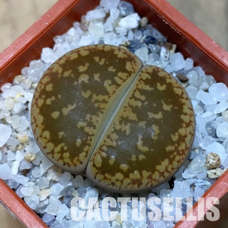 SH32438 Lithops aucampiae