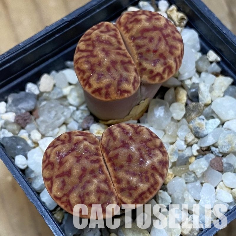 SH32368 Lithops bromfieldii C40