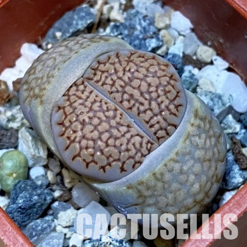 SH32439 Lithops hallii